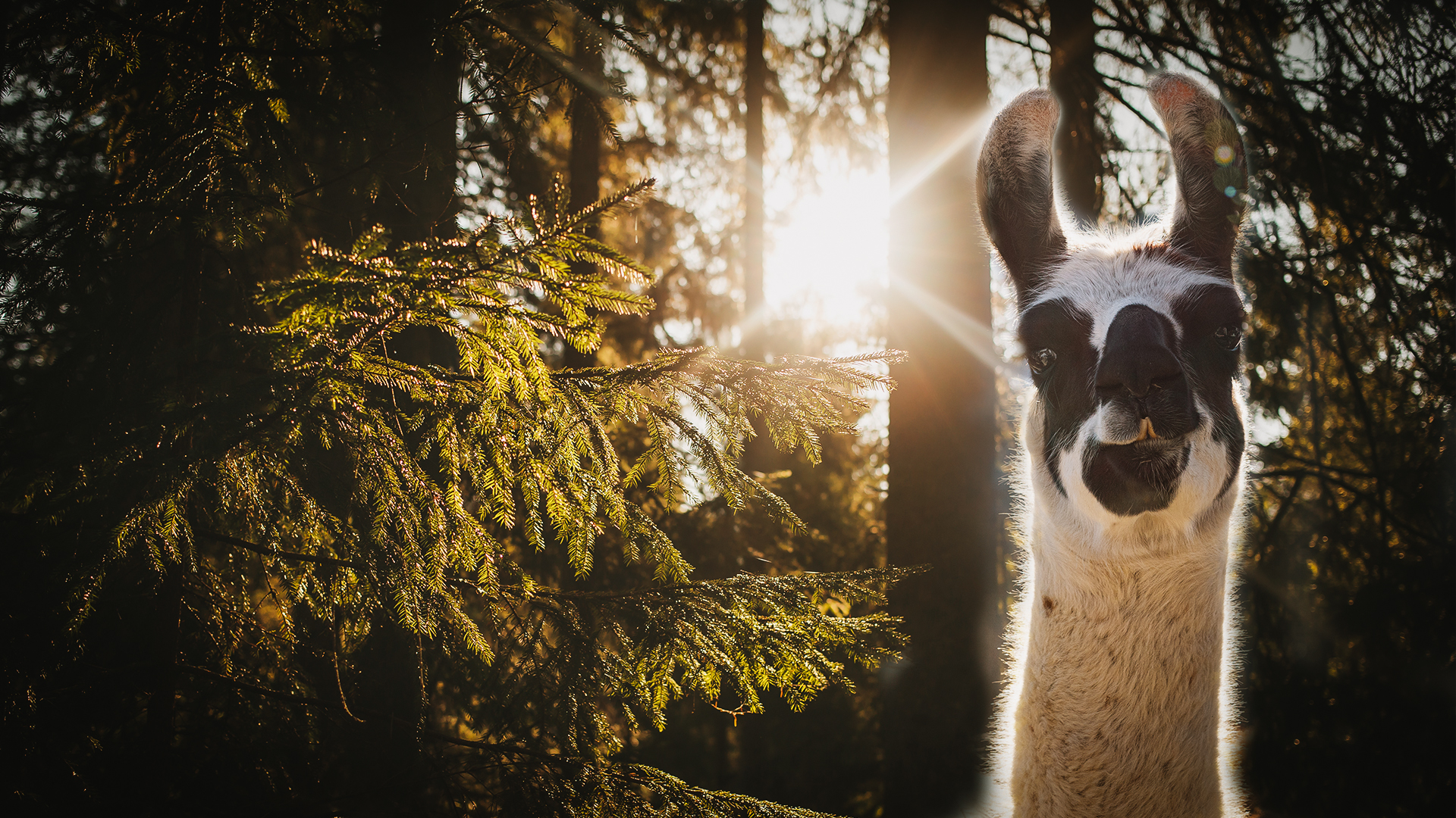 Montage photo pour le site internet de La Montagne des Lamas à La Bresse réalisé par Cercledesign, agence de communication dans les Vosges (88)